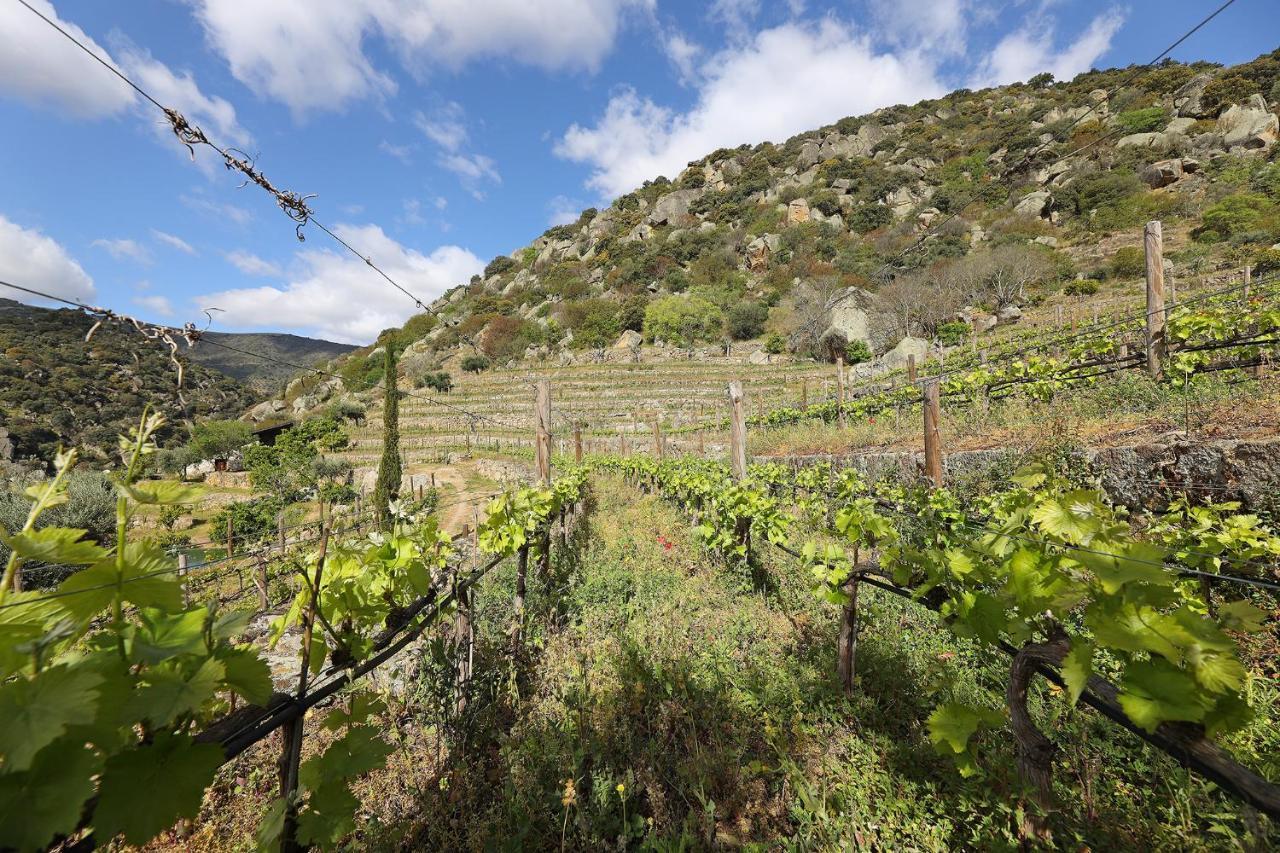 Гостьовий будинок Quinta Da Ferradosa Wines Сан-Жуан-да-Пешкейра Екстер'єр фото